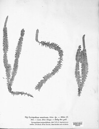 Spinulum annotinum image